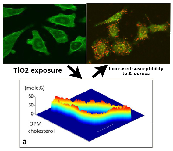 The impact of TiO2 nanoparticle exposure on transmembrane cholesterol transport and enhanced bacterial infectivity in HeLa cells